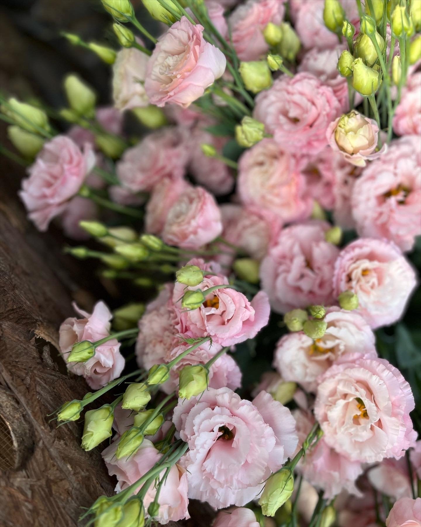 Lisianthus Misty Pink – April Farm