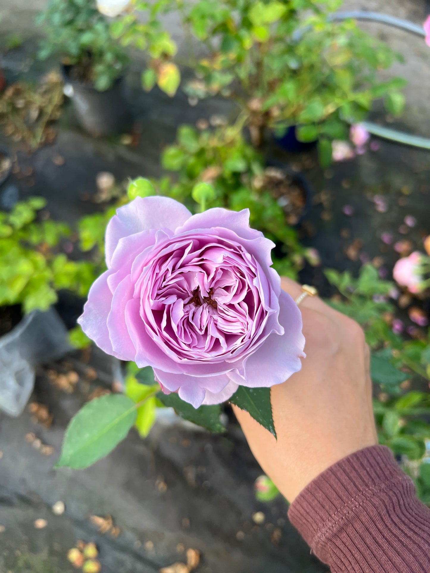 Rose lollipop tree-Kongmeng rose