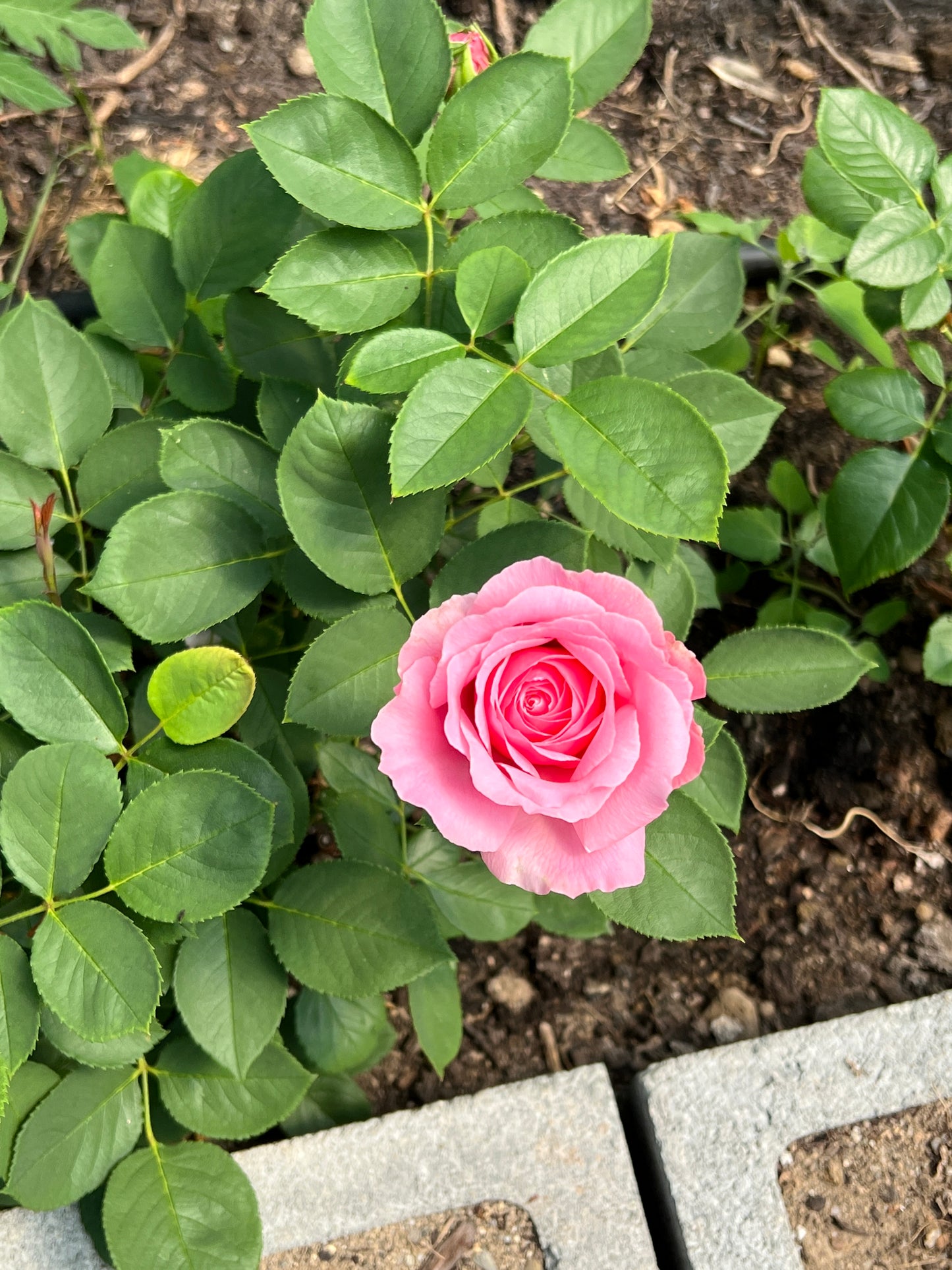 Rose bush - Yuhuan Echo（strong fragrance, large blooms）