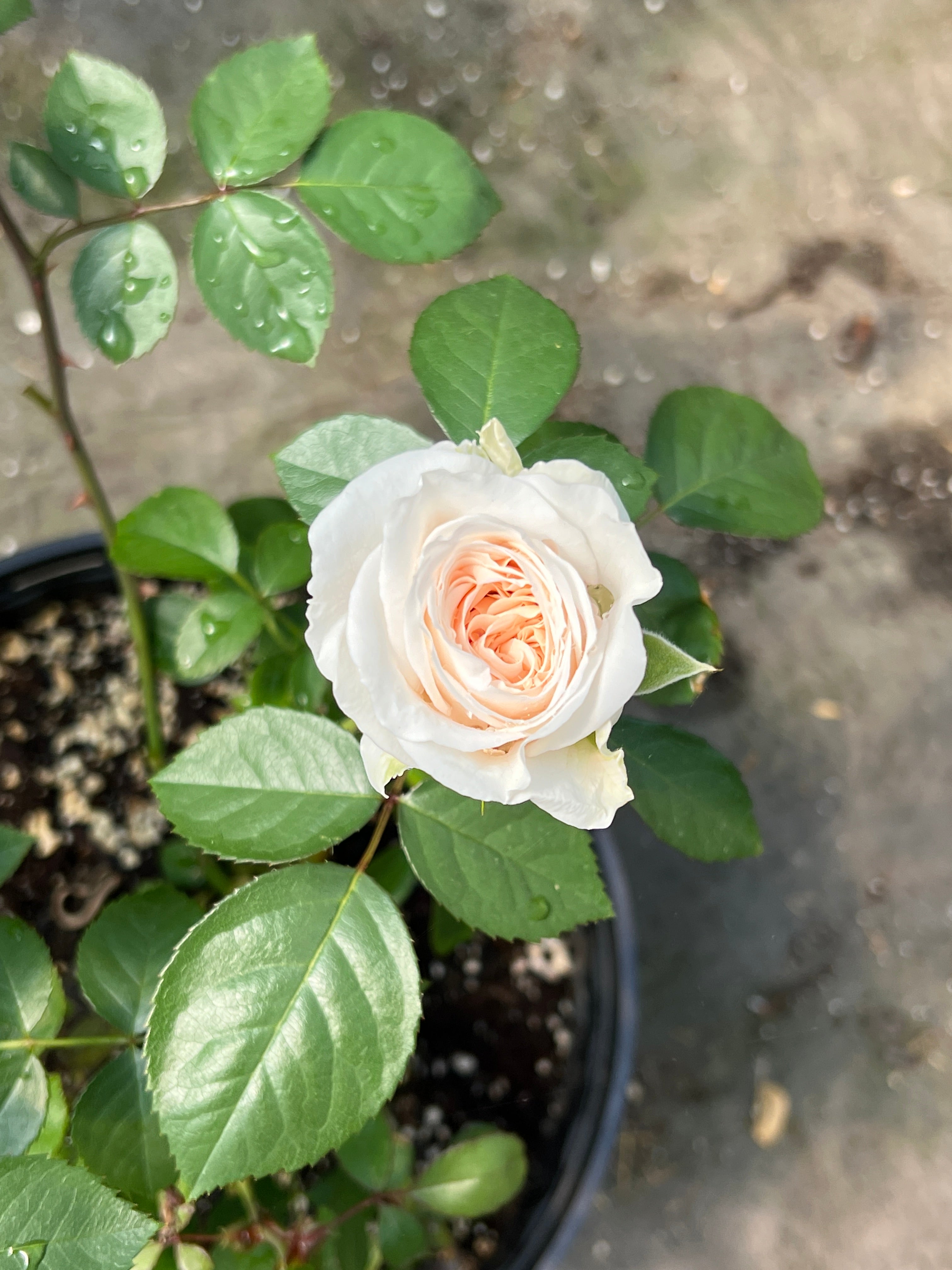 Rose-Fragrant Cheeks Snow – April Farm