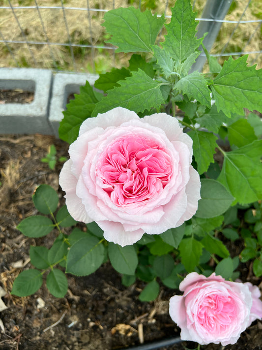 Rose bush - Yuhuan Echo（strong fragrance, large blooms）