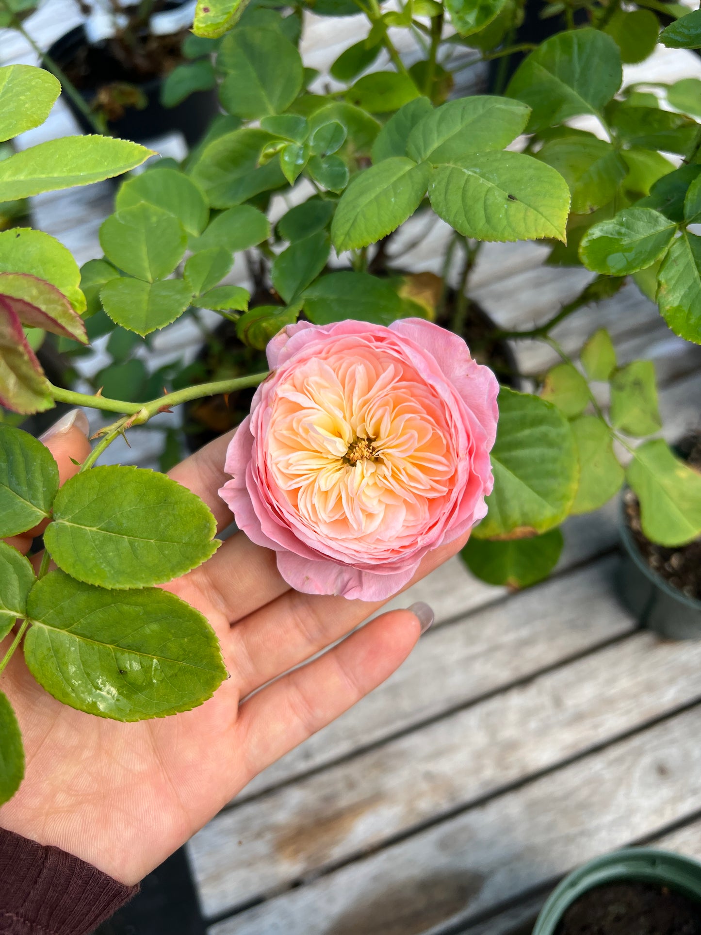 Rose-Catalpa Moon Rose