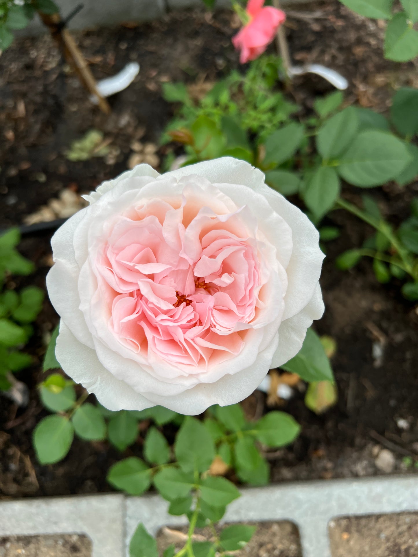 Rose-Fragrant Cheeks Snow