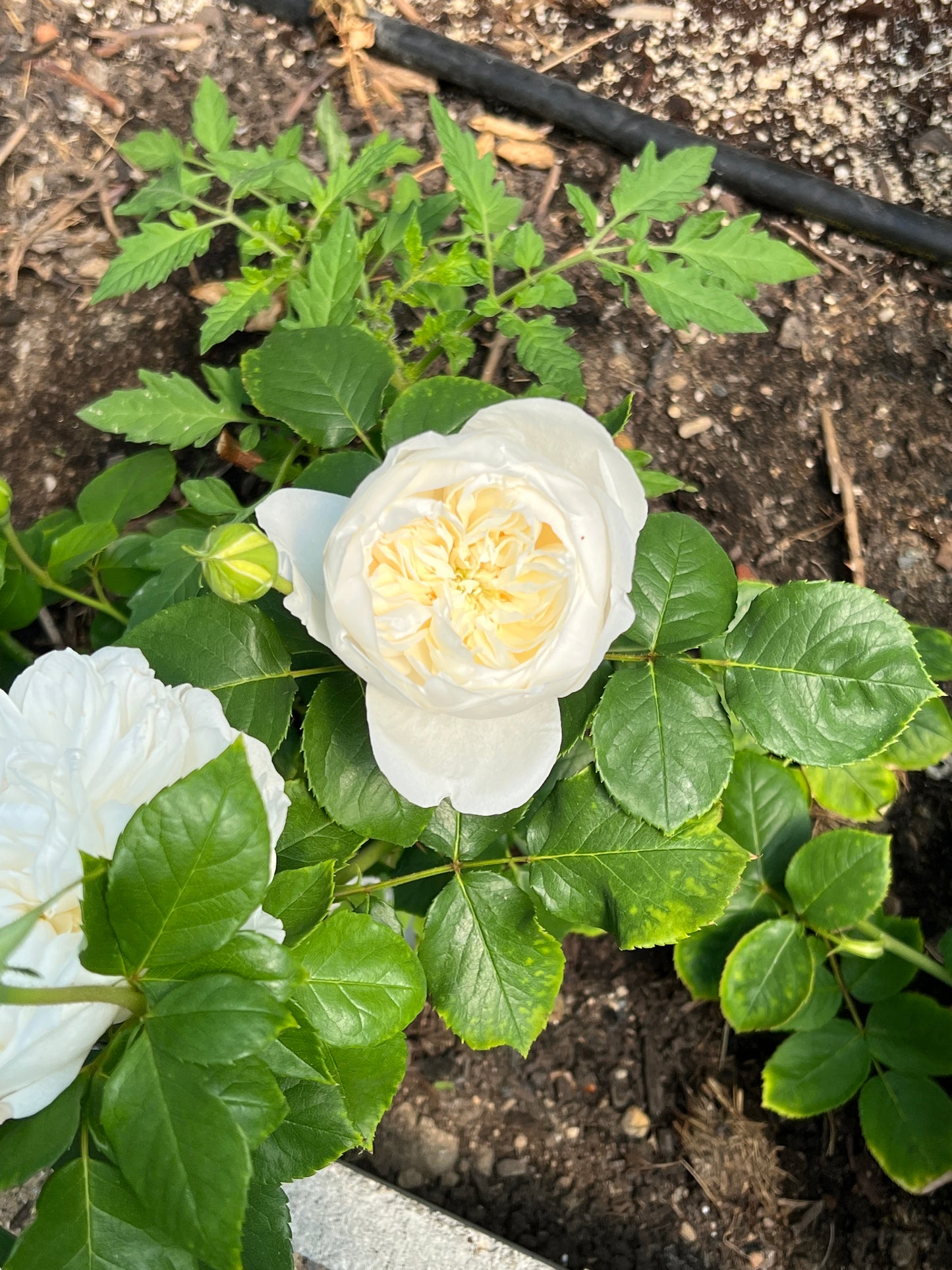 Rose bush - Jade heart (strong fragrance, frequently repeating flowers)