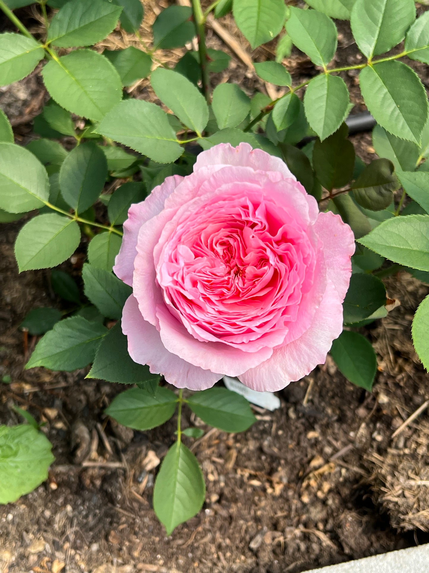 Rose bush - Yuhuan Echo（strong fragrance, large blooms）