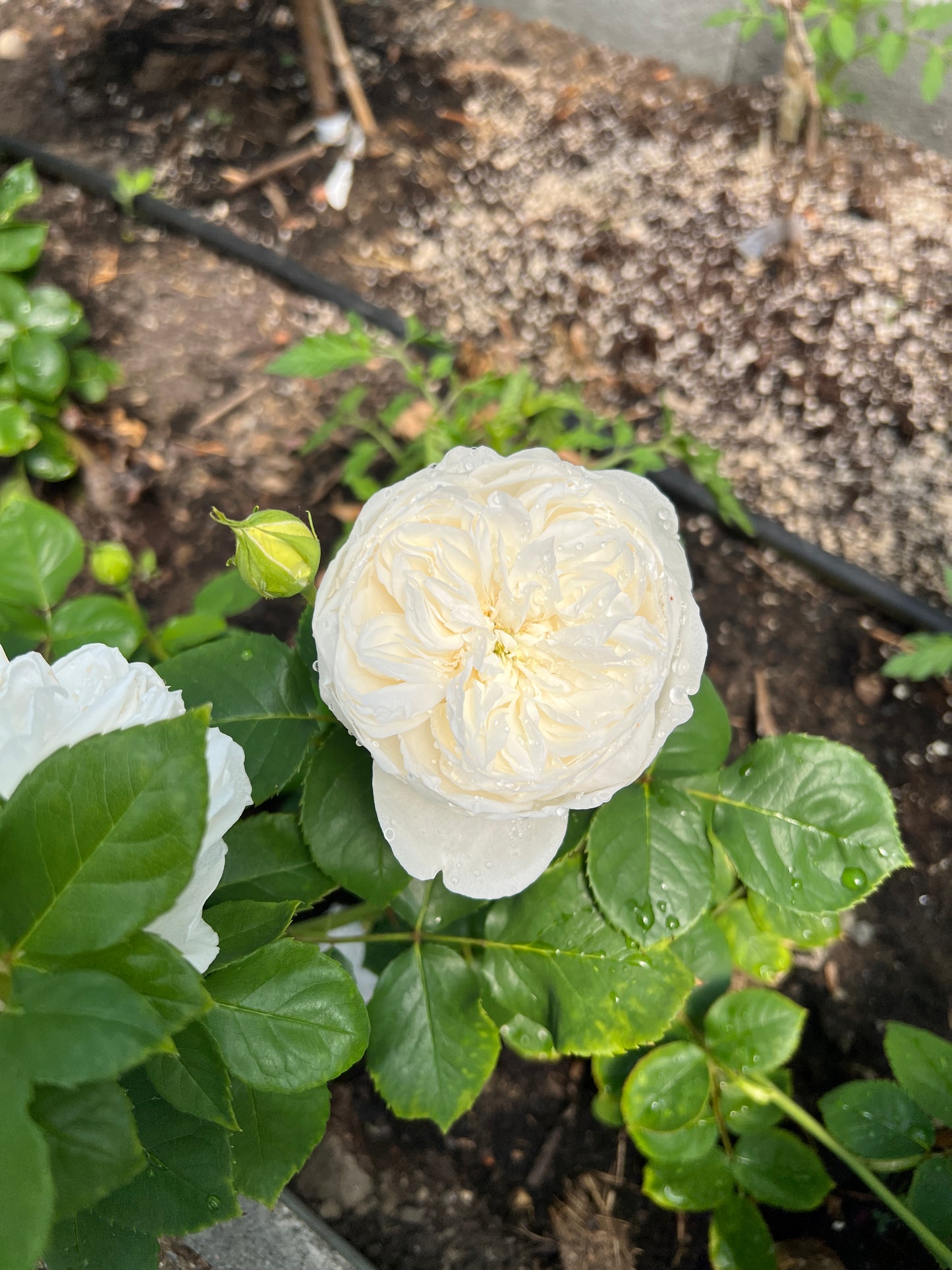 Rose bush - Jade heart (strong fragrance, frequently repeating flowers)