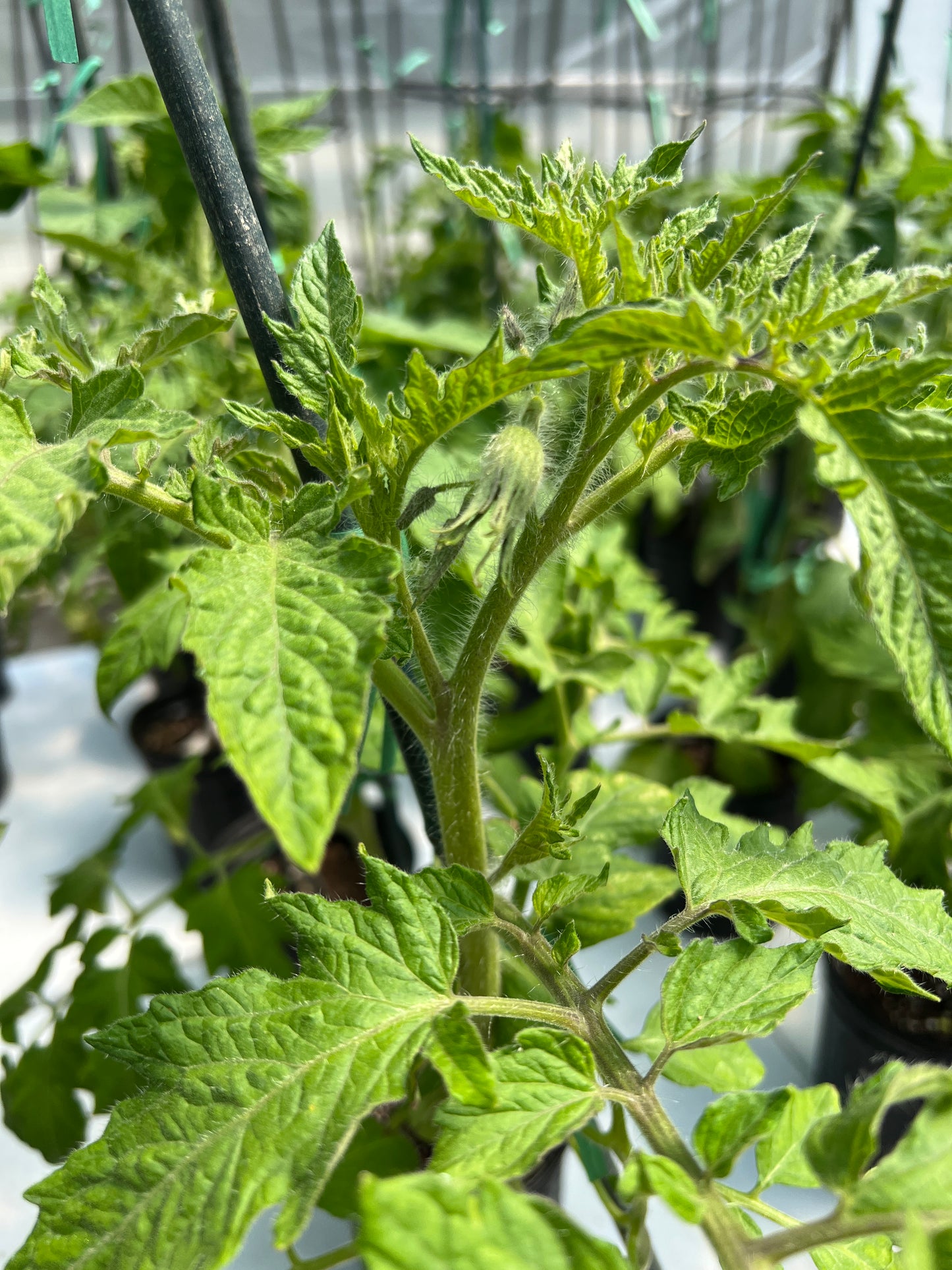 Tomato-Sungold-large plant
