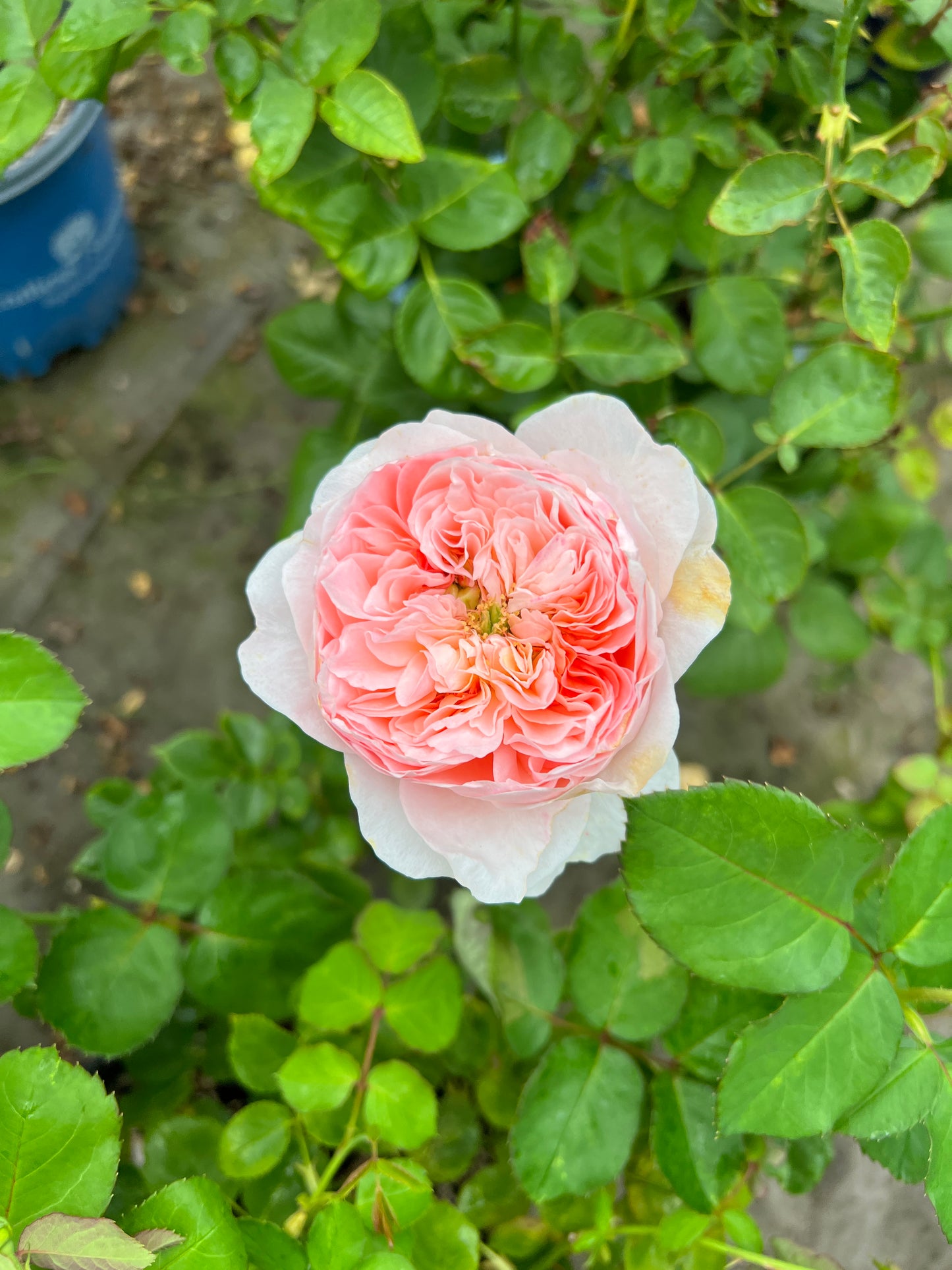 Rose-Catalpa Moon Rose