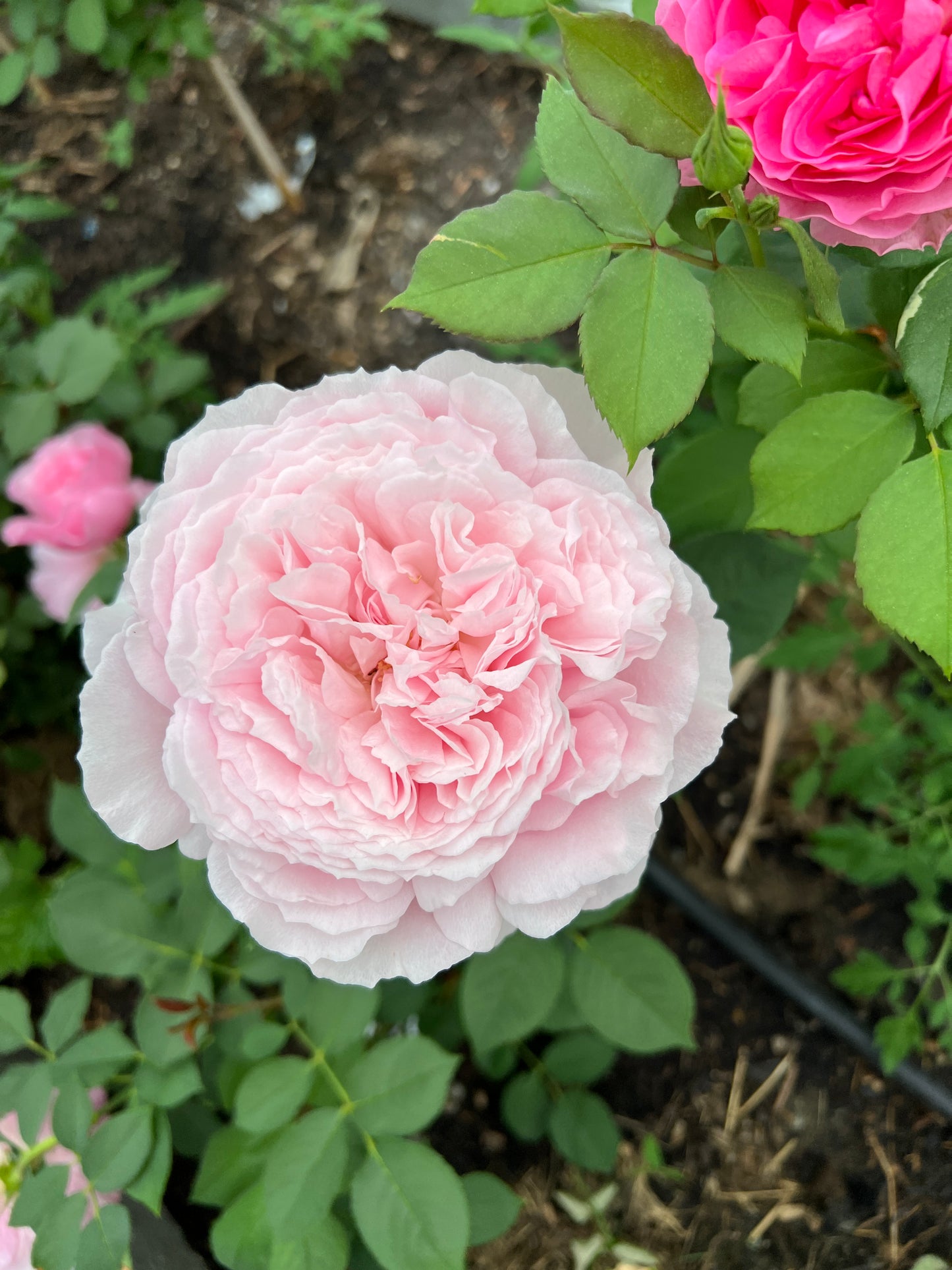 Rose bush - Yuhuan Echo（strong fragrance, large blooms）