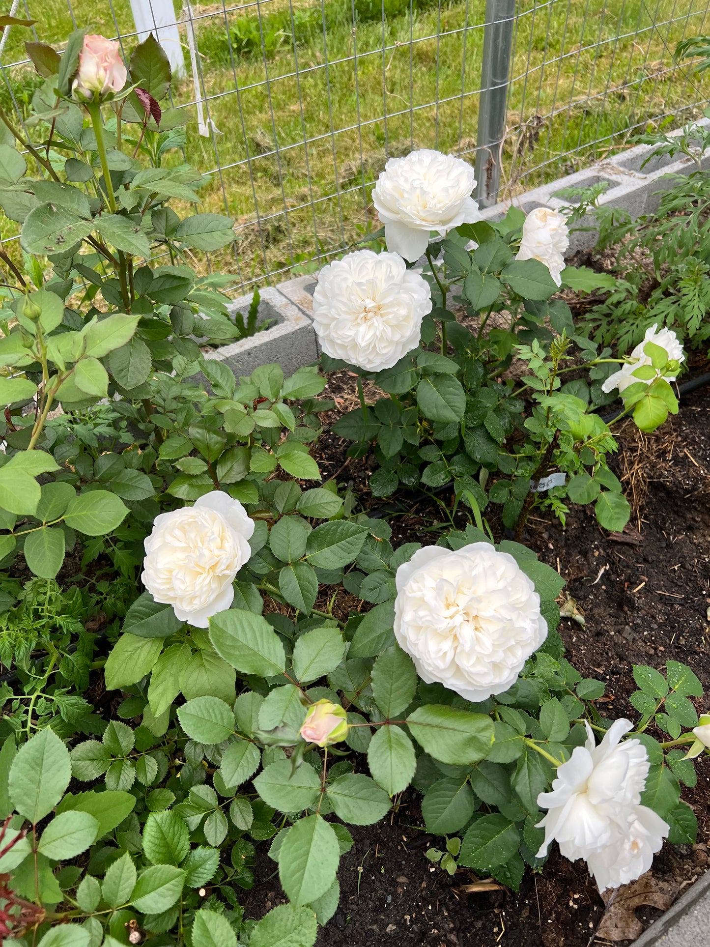 Rose bush - Jade heart (strong fragrance, frequently repeating flowers)