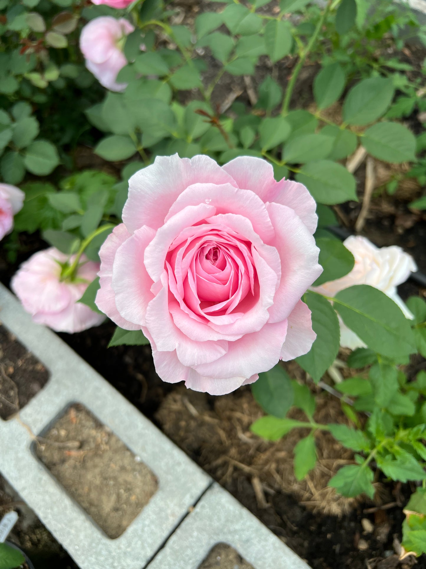 Rose bush - Yuhuan Echo（strong fragrance, large blooms）