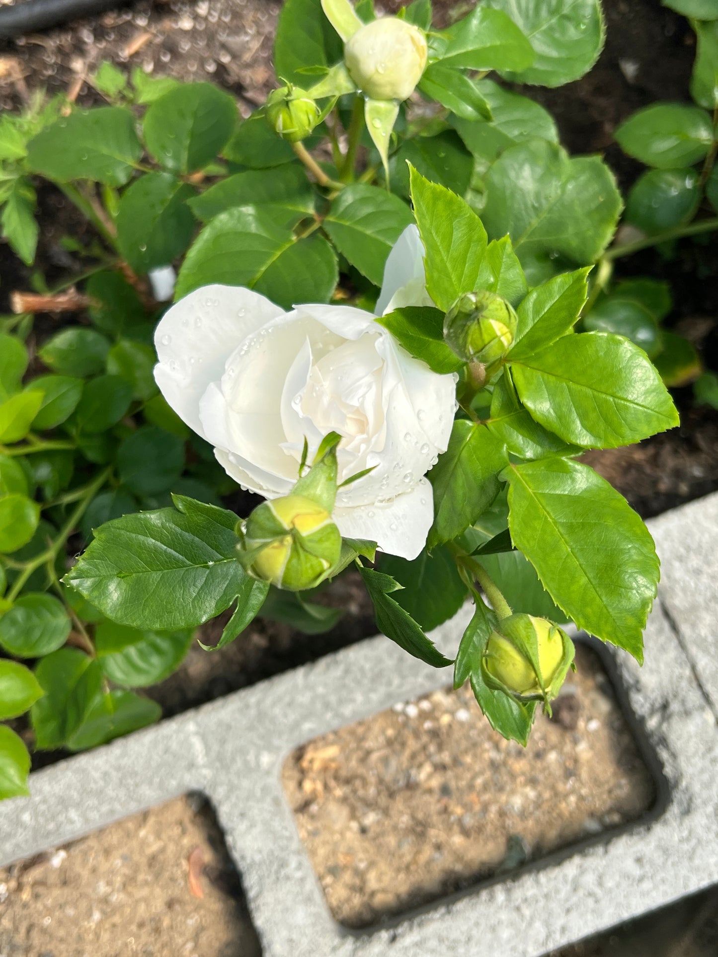 Rose bush - Jade heart (strong fragrance, frequently repeating flowers)