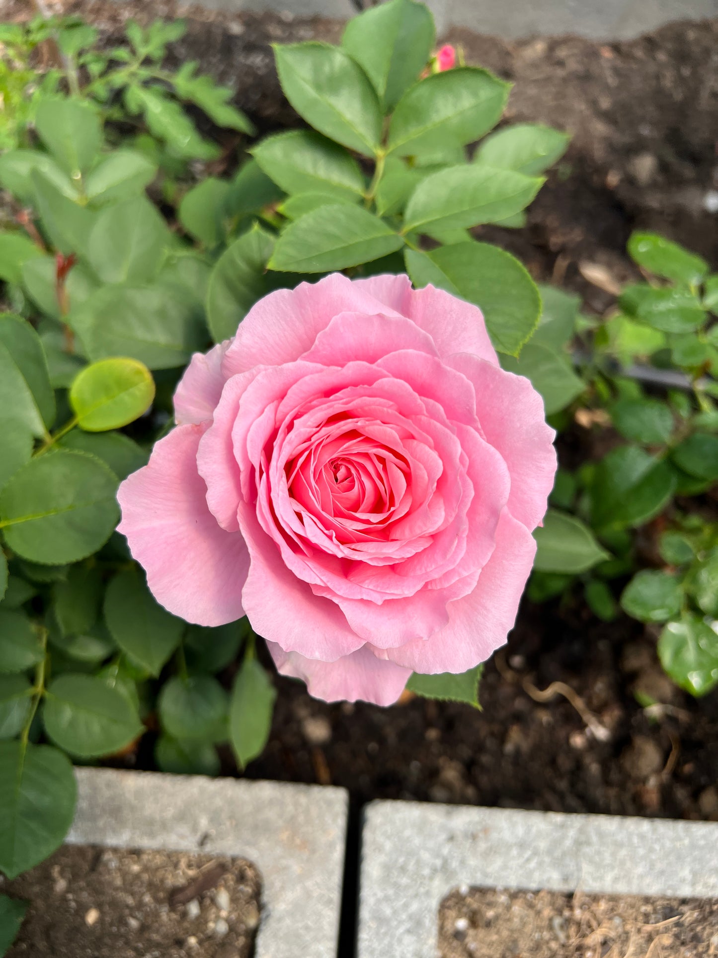 Rose bush - Yuhuan Echo（strong fragrance, large blooms）